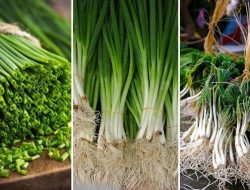 Budidaya Bawang Daun Secara Intensif dan Cepat Panen