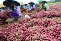 Budidaya Bawang Merah dari Pemupukan Sampai Panen