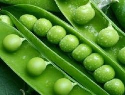 Budidaya Kacang Kapri, dari Pembenihan Sampai Panen
