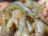 Pemeliharaan Budidaya /  Ternak Udang Vannamei