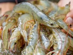 Pemeliharaan Budidaya /  Ternak Udang Vannamei