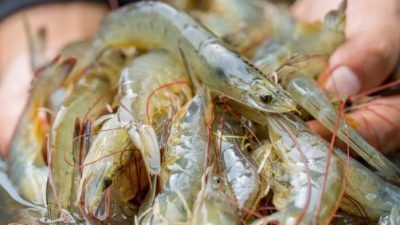 Pemeliharaan Budidaya /  Ternak Udang Vannamei