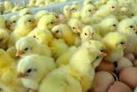 Penyiapan Bibit dan Pemeliharaan Ayam Petelur Secara Modern