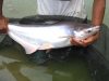Budidaya Ikan Patin dan Teknis Cepat Panen