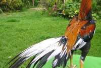 Peluang Bisnis Budidaya Ternak Ayam Bangkok