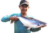 Cara Sukses Pembenihan dan Pembesaran Ikan patin
