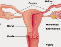 Rahasia Reproduksi Wanita Sehat Secara Alami