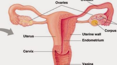 Rahasia Reproduksi Wanita Sehat Secara Alami