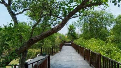 Berpiknik Ke Hutan Mangrove Surabaya, Sambil Menikmati Pemandangan Laut