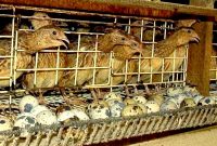 Pedoman Pembibitan Burung Puyuh Tepat Guna