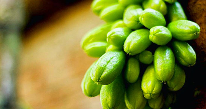 Banyak Manfaat Belimbing Wuluh, Bisa Untuk Obat Rematik