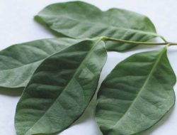 Cara Menyembuhkan Diabetes dan Menurunkan Kolestrol Dengan Daun Salam