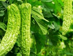 Darimana Asal-Usul Pare Itu? Ini Ciri dan Manfaat Pare Untuk Kesehatan