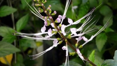Banyak Manfaat Bagi Kesehatan, Inilah Kandungan dan Ciri-Ciri Kumis Kucing