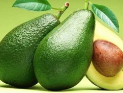 Cara Menyembuhkan Batu Ginjal Dengan Buah Alpukat