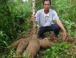Jadi Jutawan, Begini Cara Analisa Untung Bertani Singkong