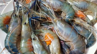 Waspada Hama dan Penyakit Udang Galah