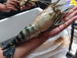 Tips Sukses Bisnis Udang Galah dan Meminimalisir Kerugian