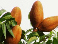 Pengertian Serta Manfaat Tanaman Mahoni