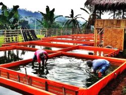 Cara Budidaya Ikan Lele Cepat Panen dalam Kolam Terpal