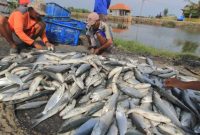 Budidaya Bandeng Menjadi Primadona di Kabupaten Pangkep