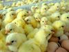 Daftar Harga Bibit Ayam Broiler DOC Area Jatim 2022
