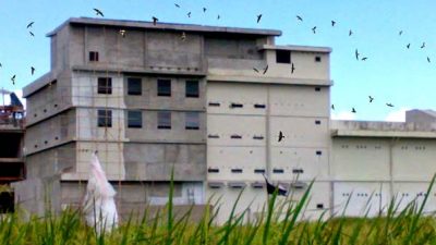 Percontohan Agroindustri Sarang Burung Walet Singkawang