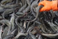 Pengaruh Permintaan dan Penawaran Terhadap Harga Lele