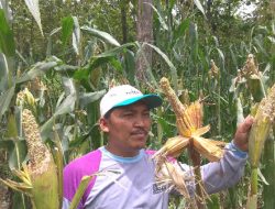 Tips Mengendalikan Hama Tikus Pada Tanaman Jagung
