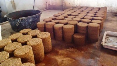 Tambahan Nutrisi Penggemukan Ternak Domba dg Urea Molasses / Tetes Tebu