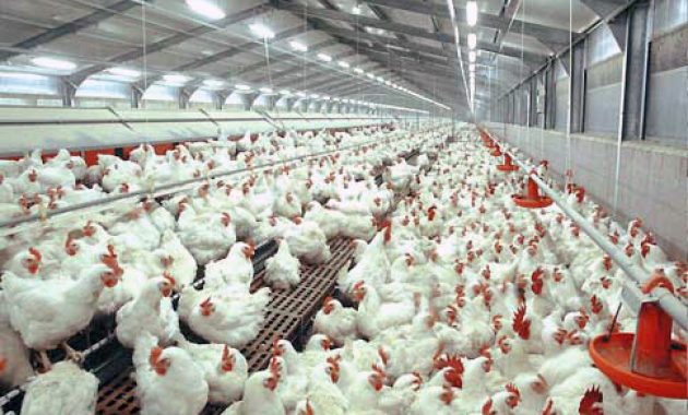 Kebutuhan dan Permodalan Ternak Ayam Broiler Bagi Pemula