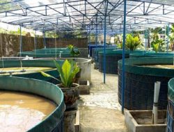 Budidaya Lele Di Kolam Terpal Dengan Sistem Bioflok