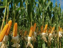 Cara Menanam Jagung Hibrida Jenis Komposit Varietas Unggul