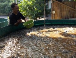Budidaya Lele Model Bioflok Hasil Fantastis 10x Lipat
