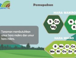 Jenis dan Manfaat Unsur Hara Makro – Mikro  Yang Dibutuhkan Tumbuhan