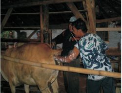 Manajemen Usaha Reproduksi dan Penggemukan Sapi Potong