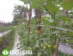 Jenis Varietas Tomat Unggul Punya Daya Tahan Lama