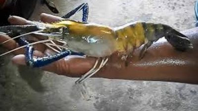 Cara Budidaya Udang Galah Intensif Cepat Panen di Kolam