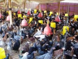 Berikut Cara Beri Pakan Ayam Kampung dengan Benar dan Optimal