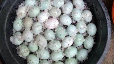 Cara Mudah Membuat Telur Asin Bebek Untuk Usaha Skala Home Industri