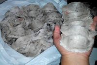 Panduan Terlengkap Cara Budidaya Burung Walet di Gedung Untuk  Pemula