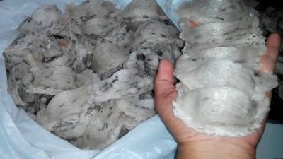 Panduan Terlengkap Cara Budidaya Burung Walet di Gedung Untuk  Pemula