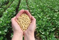 Prospek Budidaya Kedelai Lokal di Lahan Sawah Kering dan Masa Panen