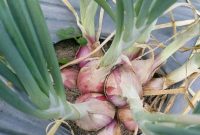 Budidaya Bawang Merah dengan Pupuk PHONSKA, PETROGANIK dan ZA