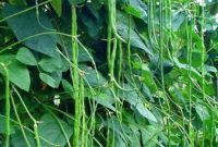 Cara Budidaya Kacang Panjang dan Teknik Menanam Sampai Panen