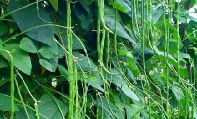 Cara Budidaya Kacang Panjang dan Teknik Menanam Sampai Panen