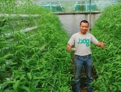 Cara Menanam Kangkung Darat dan Bagaimana Membudidayakannya Sampai Panen