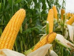 Cara Budidaya Tanaman Jagung Baby Corn di Lahan Sawah Sampai Panen