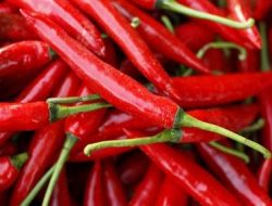 Cara Menanam Lombok Besar / Cabe Merah dibantu Pupuk Phonska Sampai Panen Melimpah