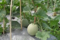 Cara Budidaya Menanam Melon Merah dengan Pupuk Petroganik